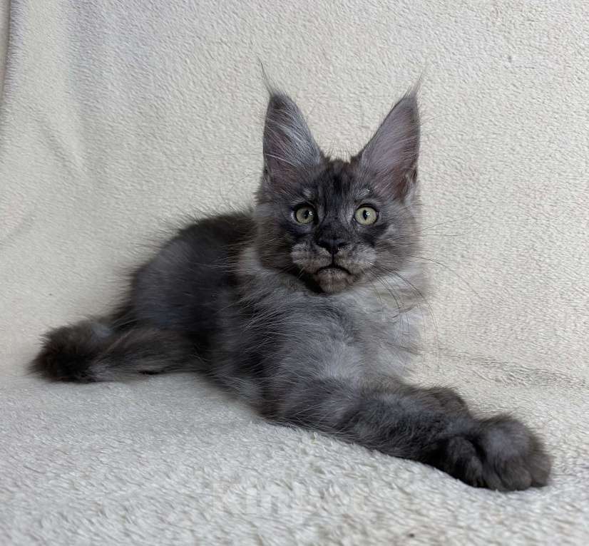 Кошки в Дмитрове: Черный дымчатый мальчик мейн кун Veles Мальчик, 60 000 руб. - фото 6