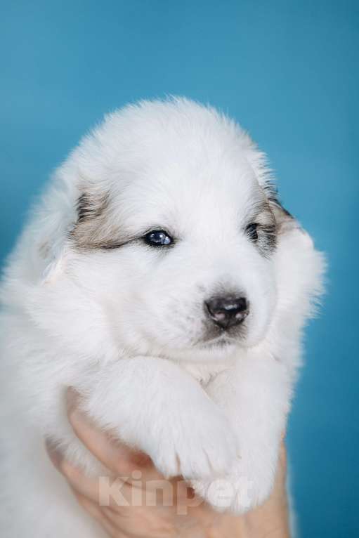 Собаки в Тюмени: Щенки. Пиренейская Горная Собака Разнополые, Бесплатно - фото 1