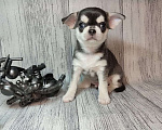 Собаки в Ейске: щенки Чихуахуа Мальчик, Бесплатно - фото 2