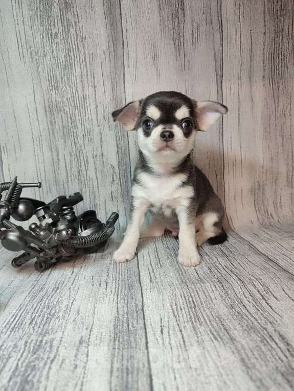 Собаки в Ейске: щенки Чихуахуа Мальчик, Бесплатно - фото 2