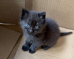 Кошки в Видном: Котята срочно ищут дом Девочка, Бесплатно - фото 1