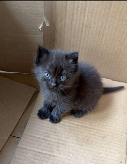 Котята срочно ищут дом