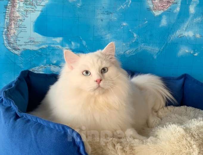 Кошки в других городах Краснодарского края: Невский маскарадный котёнок цуккини  Мальчик, 35 000 руб. - фото 1