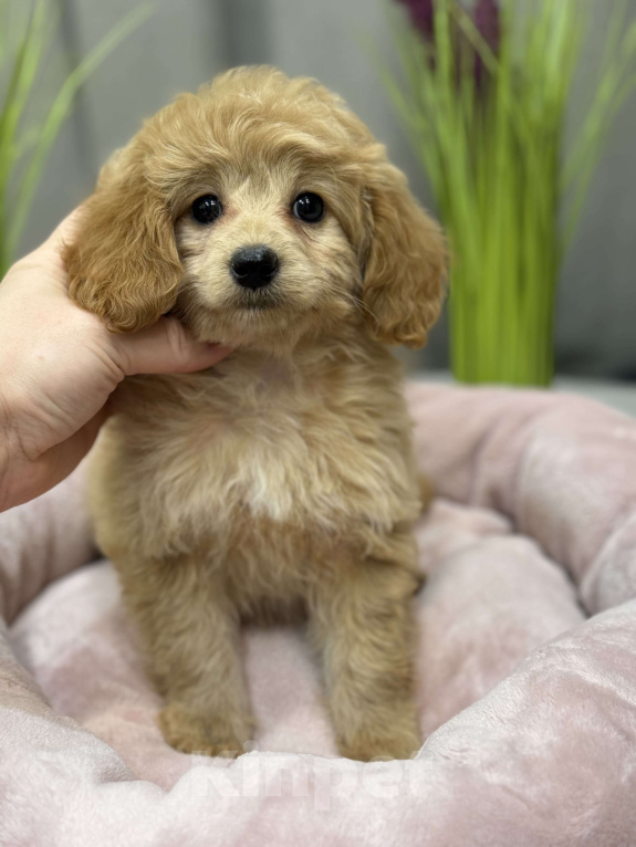 Собаки в Москве: Tutsy Девочка, 100 000 руб. - фото 4