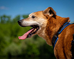 Собаки в Москве: Солнечный лучезарный Рыжик Мальчик, Бесплатно - фото 4