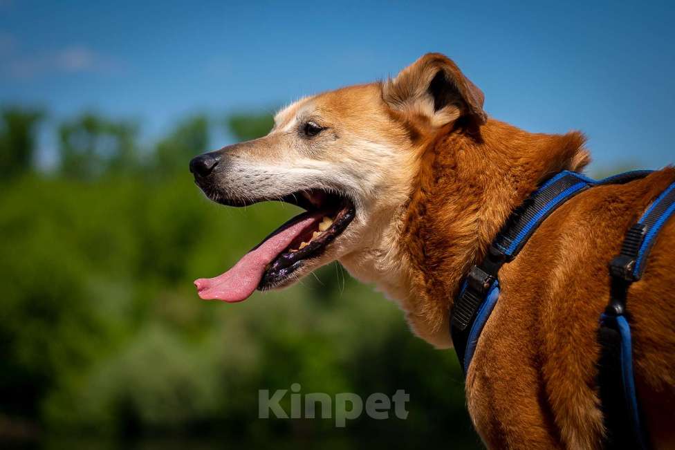 Собаки в Москве: Солнечный лучезарный Рыжик Мальчик, Бесплатно - фото 4