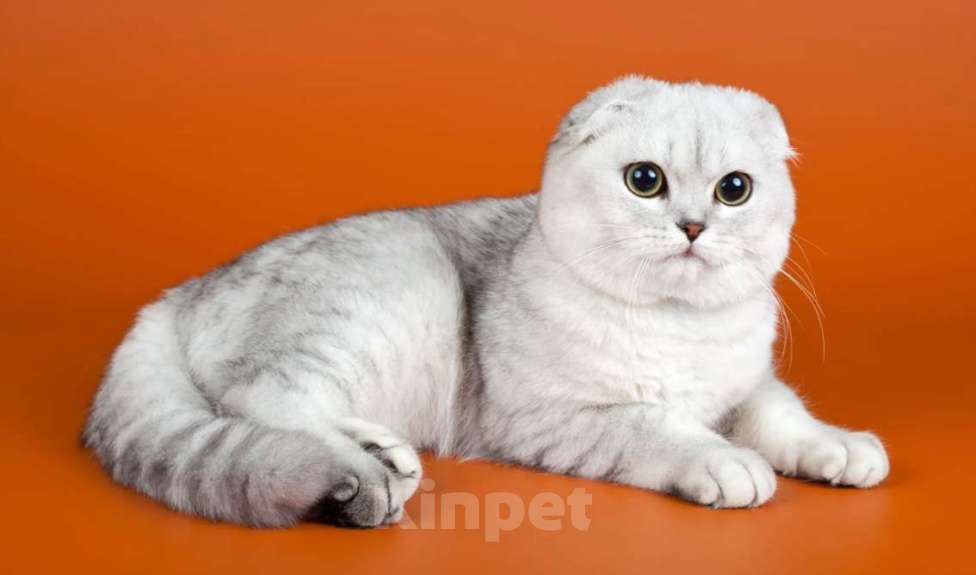 Кошки в Челябинске: Красавчик Барон шикарный котик Мальчик, Бесплатно - фото 1