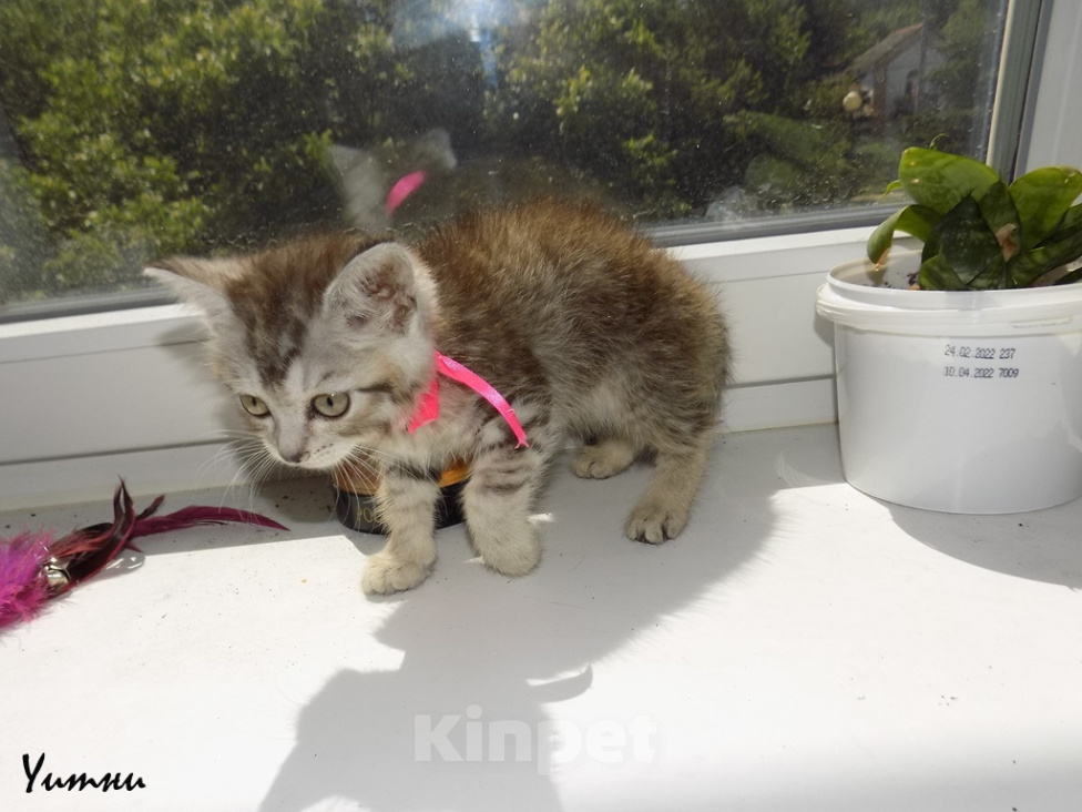 Кошки в Москве: Шотландский прямоухий короткошёрстный котёнок Девочка, 8 000 руб. - фото 4