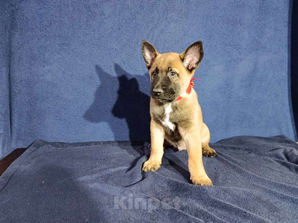 Собаки в Дедовске: Готовы к резерву щенки малинуа!!! Мальчик, 70 000 руб. - фото 5