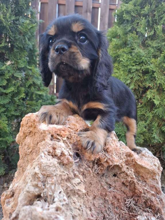 Собаки в Феодосии: Замечательный мальчик ККЧС Мальчик, 70 000 руб. - фото 3