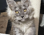 Кошки в Москве: Котята Мейн Кун от 18.02.2023 Девочка, 100 000 руб. - фото 1