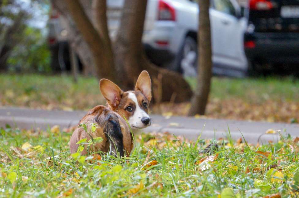Собаки в Москве: Кнопка Девочка, 50 000 руб. - фото 2
