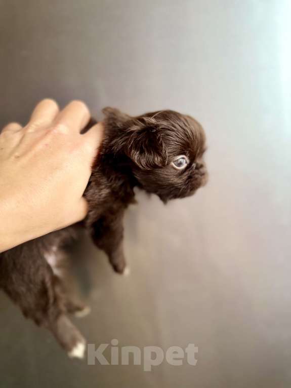 Собаки в Ростове-на-Дону: Чихуахуа ден Девочка, 50 000 руб. - фото 3