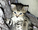 Кошки в Химках: Красавчик Мальчик, 1 руб. - фото 2