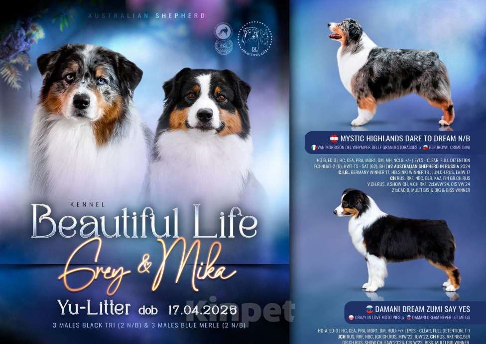 Собаки в Москве: Австралийская овчарка (Аусси) подросток Мальчик, 50 000 руб. - фото 4