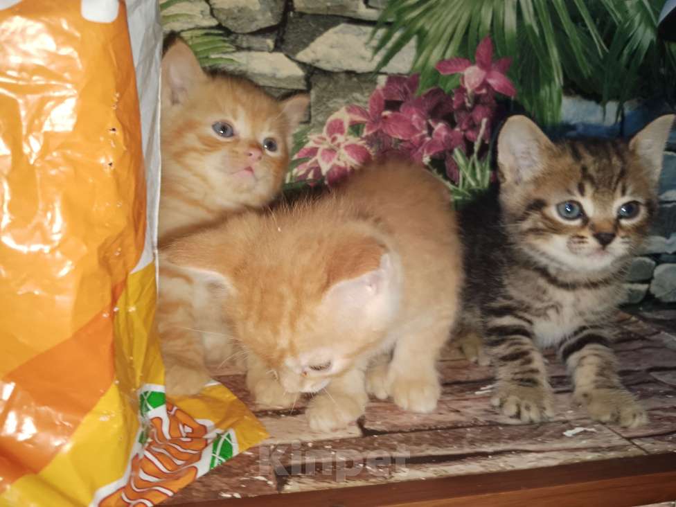 Кошки в Москве: Котята в добрые руки Мальчик, Бесплатно - фото 6