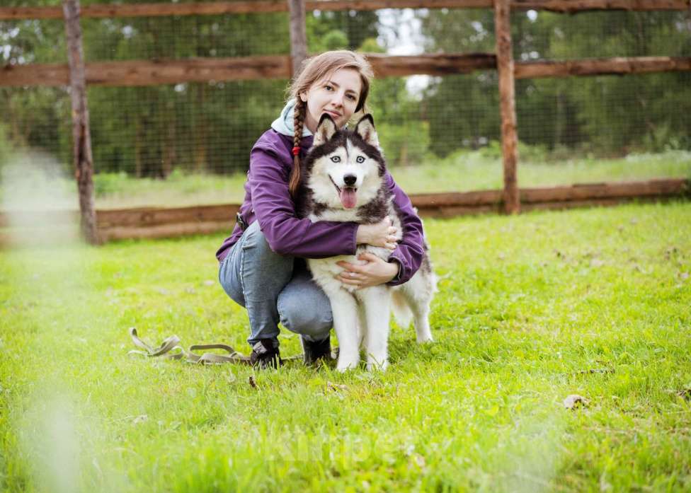 Собаки в Москве: Хаски в добрые руки Девочка, Бесплатно - фото 7