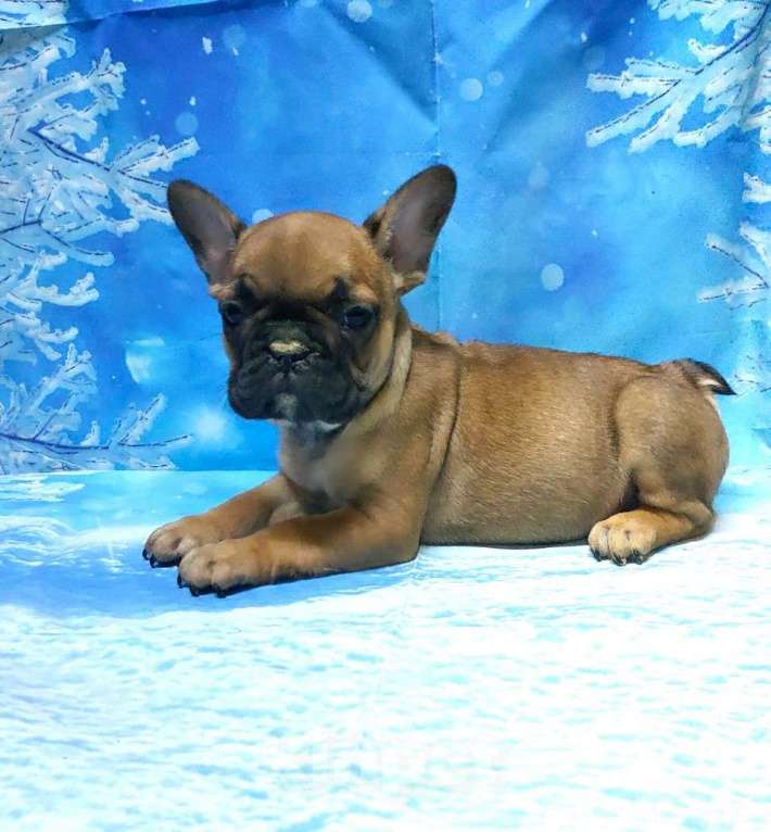 Собаки в Красноармейске: Щенки французкого бульдога Мальчик, 30 000 руб. - фото 3