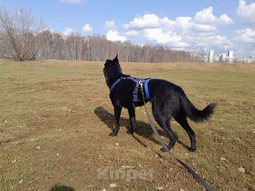 Собаки в Москве: Сати Девочка, Бесплатно - фото 2