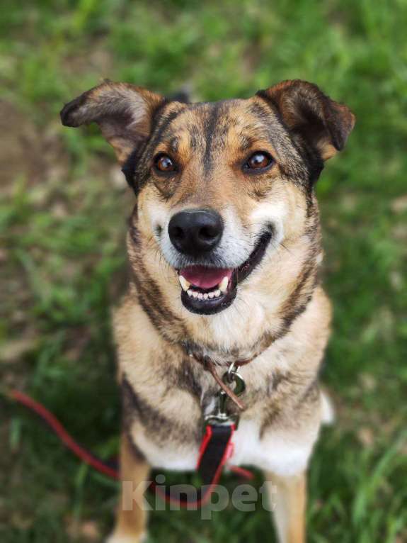 Собаки в Москве: Чаплин Мальчик, Бесплатно - фото 2