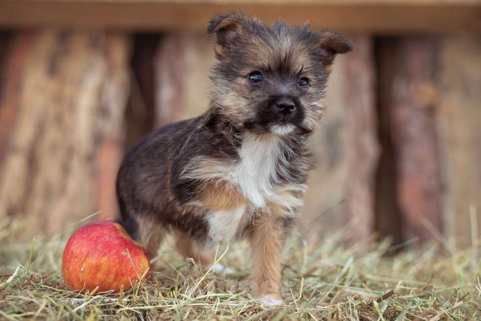 Собаки в Москве: мелкаш Мики в добрые руки Мальчик, Бесплатно - фото 7