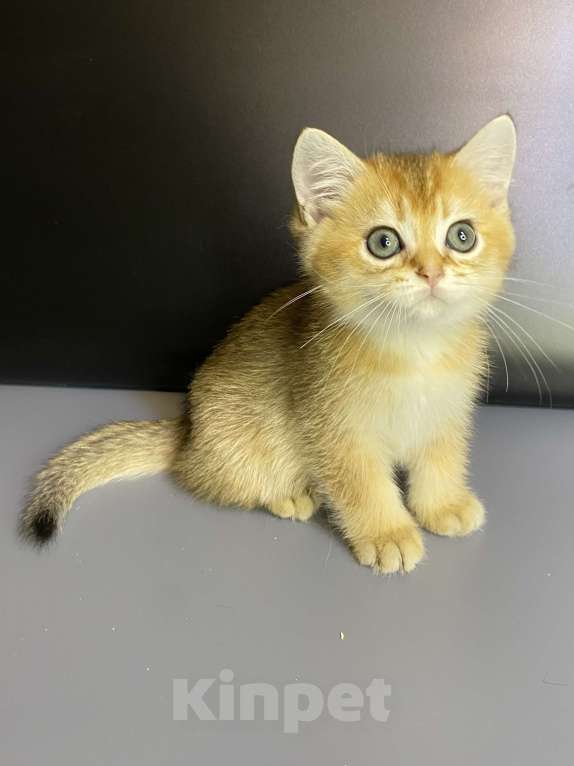 Кошки в Москве: Шотландцы  Мальчик, 35 000 руб. - фото 4