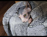 Кошки в Кувшиново: Вязка канадский сфинкс эльф, 5 000 руб. - фото 5
