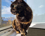 Кошки в Теберде: Ищет дом, Бесплатно - фото 1