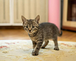 Кошки в Москве: Котенок-мальчик крошка Спрайт в добрые руки Мальчик, Бесплатно - фото 1