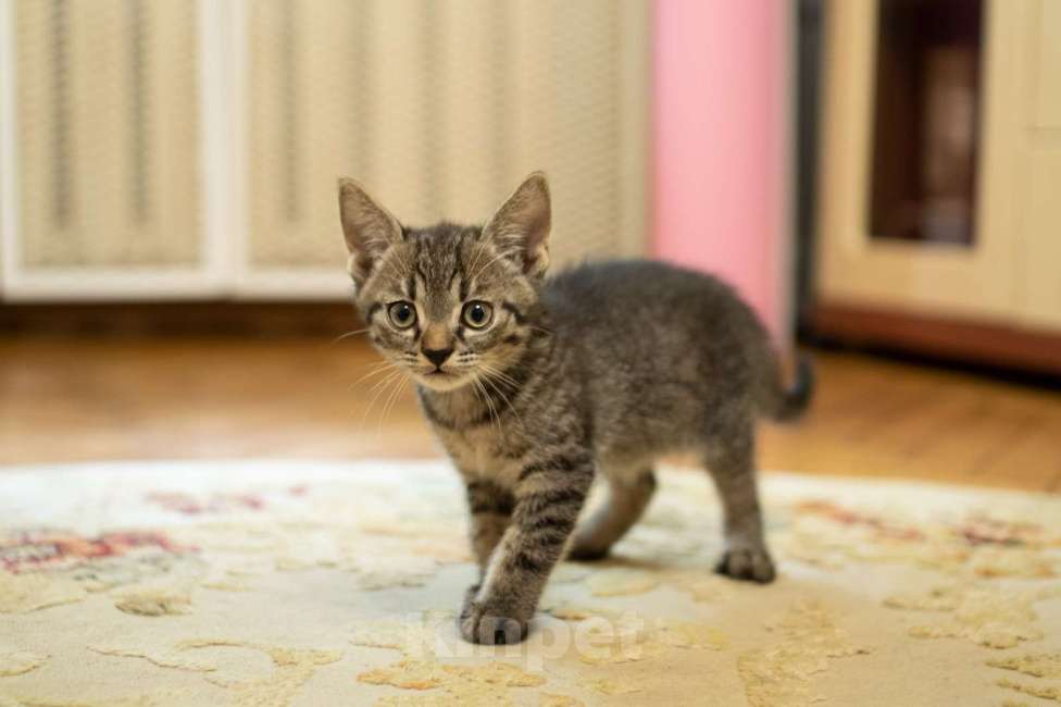 Кошки в Москве: Котенок-мальчик крошка Спрайт в добрые руки Мальчик, Бесплатно - фото 1