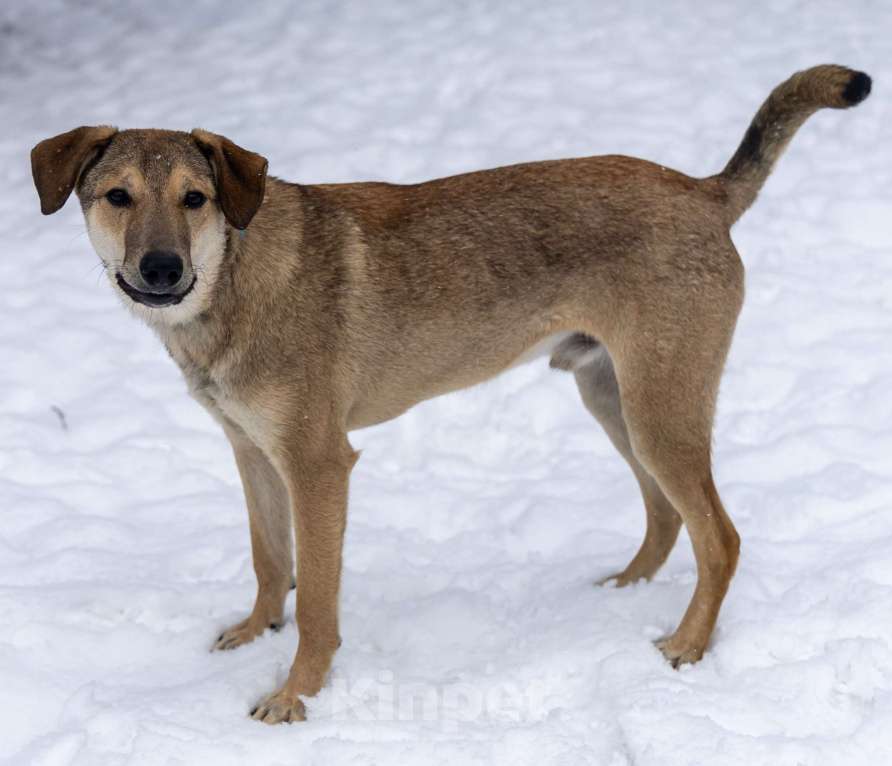 Собаки в Москве: Марсель в поиске надёжного дома Мальчик, Бесплатно - фото 7