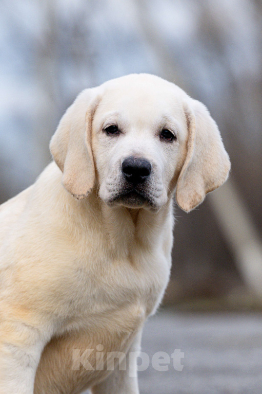 Собаки в других городах Липецкой области: Щенок лабрадора Холлабвууд'с Рокфеллер Мальчик, 120 000 руб. - фото 5