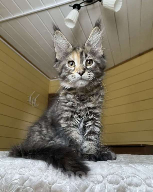 Кошки в Москве: Мейн-кун полидакт девчушка🔥 Девочка, 80 000 руб. - фото 1
