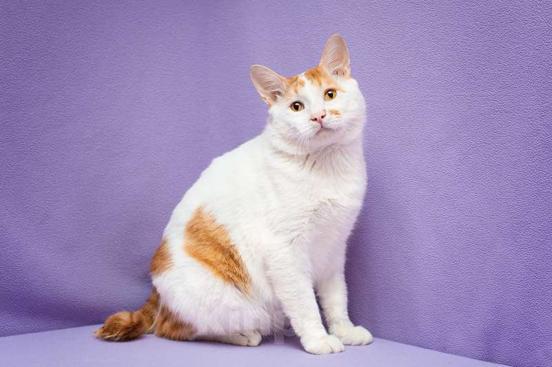 Кошки в Москве: Рыжий бобтейл Григ в дар Мальчик, 1 руб. - фото 10