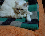 Кошки в Алапаевске: Белая кошечка Девочка, 1 руб. - фото 2