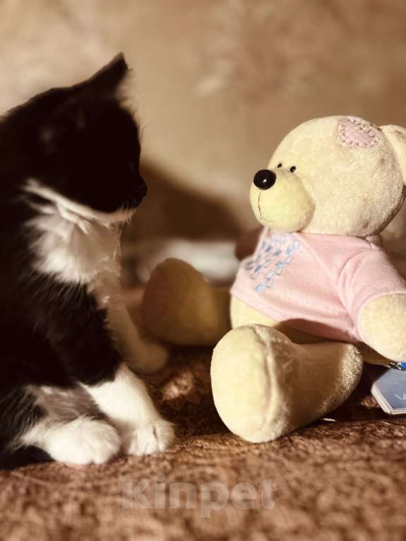 Кошки в Реутове: Мальчик с разноцветным носиком Мальчик, 1 000 руб. - фото 2