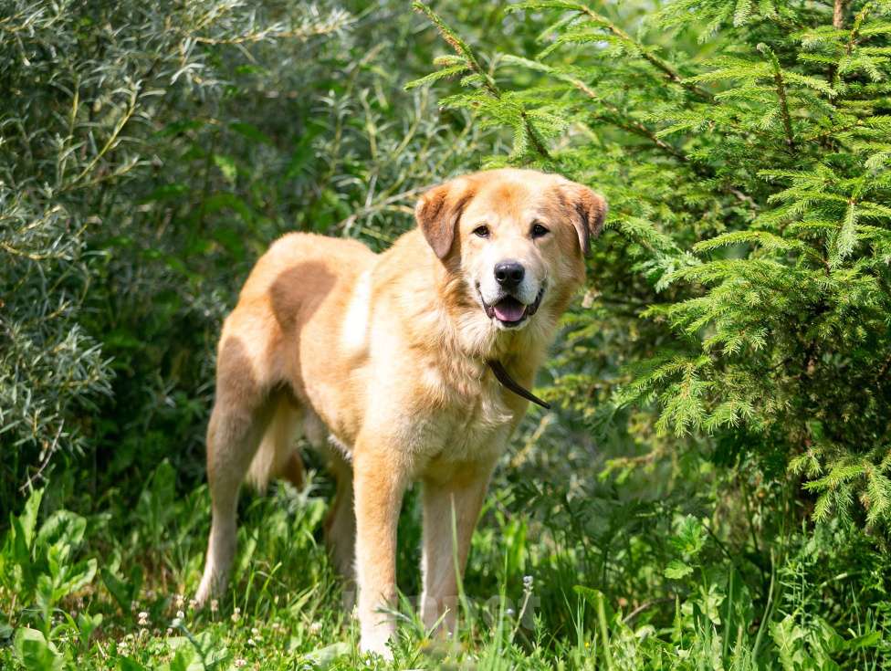 Собаки в Балашихе: Барс прекрасно подготовлен для проживания в квартире и доме.  Мальчик, Бесплатно - фото 7