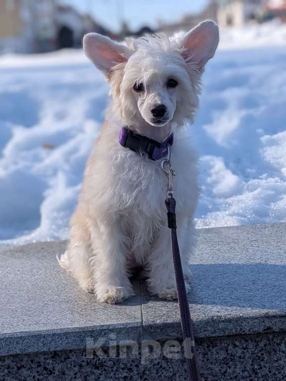 Собаки в Йошкаре-Оле: Щенок китайской хохлатой собаки Девочка, 45 000 руб. - фото 5
