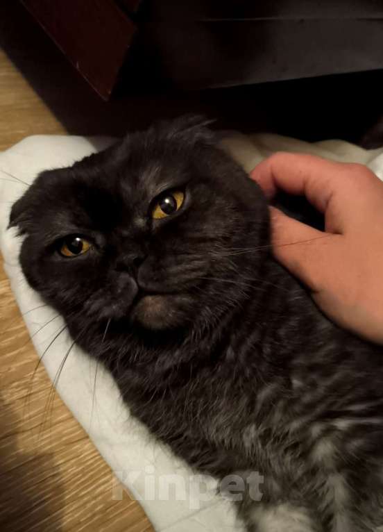 Кошки в Москве: Ласковая старушка Чучундра Девочка, Бесплатно - фото 3