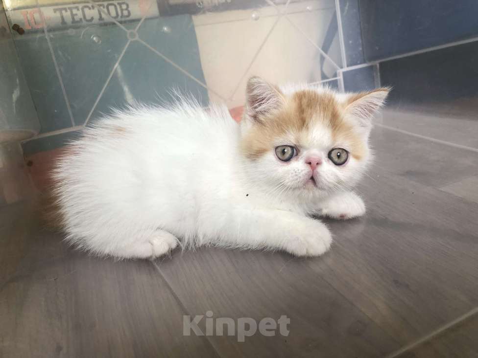 Кошки в Бердске: Три котика экзотика готовы к переезду Мальчик, 10 000 руб. - фото 2