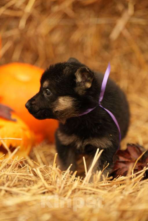 Собаки в других городах Московской области: Лучший Восточник в РФ Мальчик, 65 000 руб. - фото 9