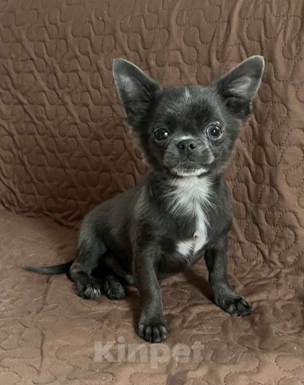 Собаки в Санкт-Петербурге: Щенок чихуахуа Мальчик, 45 000 руб. - фото 4