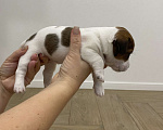 Собаки в Тамбове: Джек Рассел Девочка, 100 000 руб. - фото 4