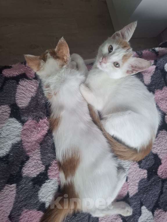 Кошки в Химках: Котенок мальчик 1 месяц Мальчик, Бесплатно - фото 2