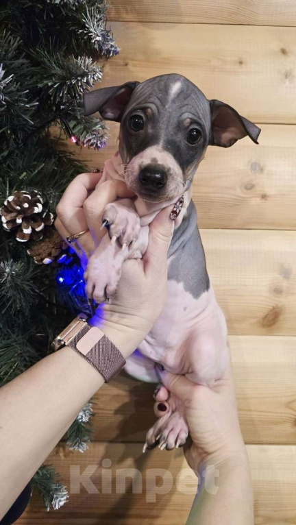 Собаки в Тольятти: Американский голый терьер мальчики Мальчик, 40 000 руб. - фото 10