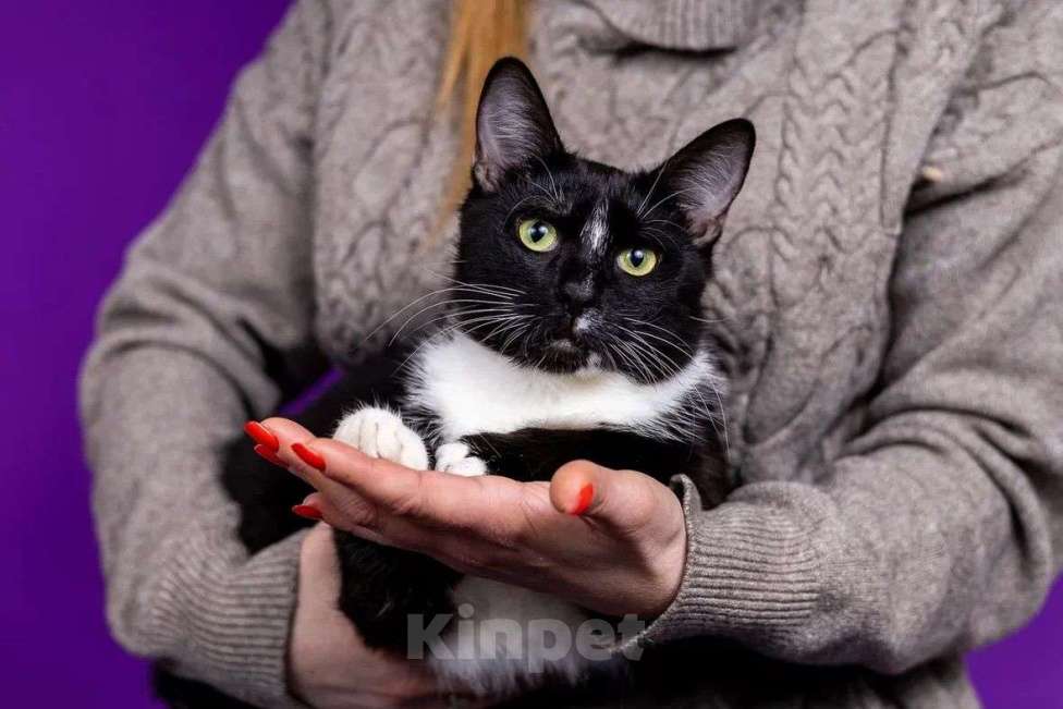 Кошки в Москве: Две очаровательные красотульки ищут семью Девочка, Бесплатно - фото 3