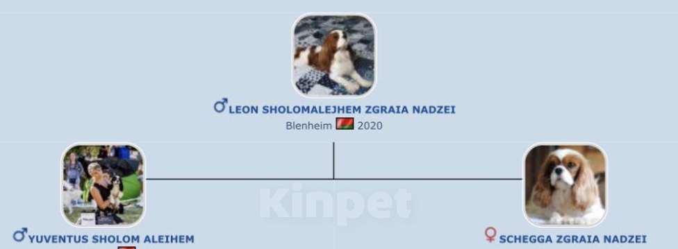 Собаки в Москве: Предлагается к продаже титулованный мальчик ККЧС Мальчик, 120 000 руб. - фото 5