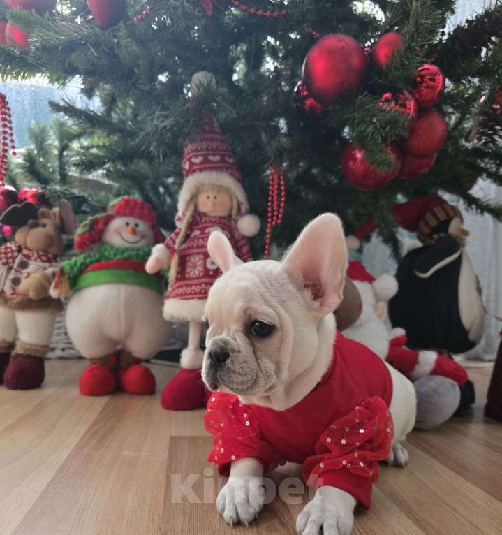 Собаки в Москве: Щенок французского бульдога девочка Девочка, 50 000 руб. - фото 5