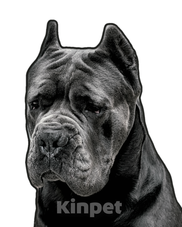 Собаки в Славянске-На-Кубани: Доступен к вязке Мальчик, 50 000 руб. - фото 3