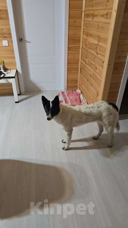 Собаки в Санкт-Петербурге: Добрая и ласковая Алиса Девочка, Бесплатно - фото 3